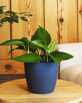 Pothos plant